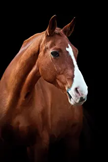 Sorrel: Mecklenburger gelding, sorrel with a blaze, portrait