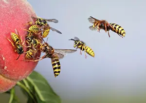 Wasps: Median and Common Wasps (Vespula vulgaris) - on peach