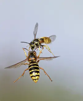 Attacking: Median Wasp and Common Wasp (Vespula vulgaris)