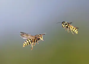 Size: Median Wasp and Common Wasp (Vespula vulgaris)