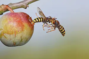 Attacking: Median Wasp - fighting in flight