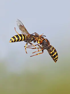Attacking: Median Wasp - fighting in flight
