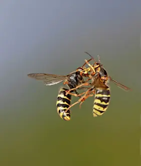 Attacking: Median Wasp - two fighting in flight