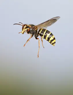Wasps: Median Wasp - in flight