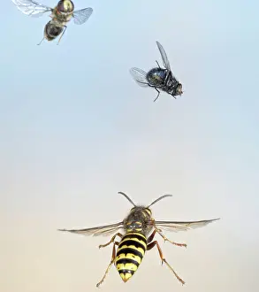 Attacking: Median Wasp - in flight - chasing flies