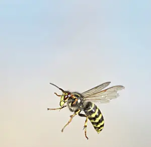 Wasps: Median Wasp - in flight - large aggressive wasp