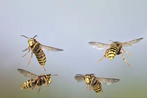Wasps: Median Wasp - group in flight