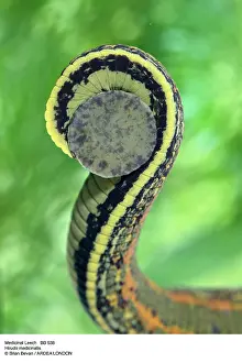 Leech: MEDICINAL LEECH
