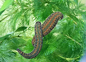 Leech: Medicinal Leech