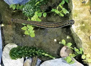 Leech: MEDICINAL LEECH