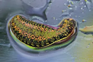 Berlin: Medicinal leech (Hirudo medicinalis), Berlin, Germany