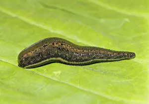 Annelid: Medicinal leech (Hirudo medicinalis) on a green