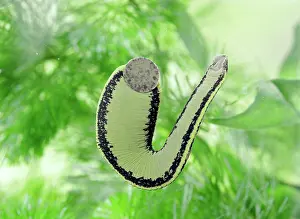 Leech: MEDICINAL LEECH - showing mouth parts