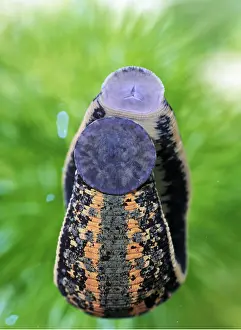 Circles: MEDICINAL LEECH - showing sucking mouth parts