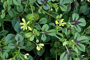 Medicago: A medick showing flowers and fruit