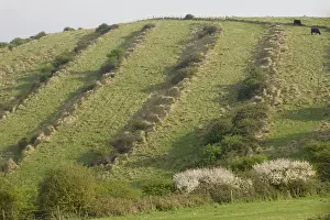 Downland: Medieval lynchets on limestone downland
