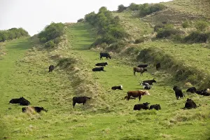 Downland: Medieval lynchets on limestone downland