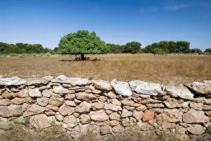 Ficus: Mediterranean agricultural landscape to Cap de Barbaria