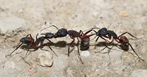 2000: Mediterranean Ant (Camponotus cruentatus) tropha