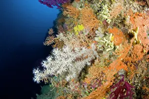 Campania: Mediterranean Black coral, Gerardia Savaglia between Yellow