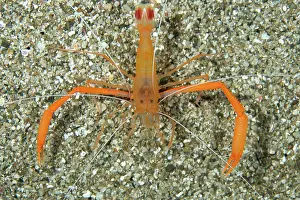 Shellfish: Mediterranean boxer shrimp, Stenopus spinosus, Mitigliano ca