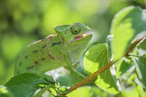 Seaport: Mediterranean chameleon (Chamaeleo chamaeleon)