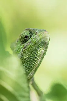 Seaport: Mediterranean chameleon (Chamaeleo chamaeleon)