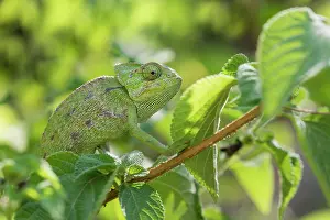 Mediterranean chameleon (Chamaeleo chamaeleon)