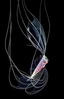 Nights: Mediterranean dealfish (Trachipterus trachypterus)