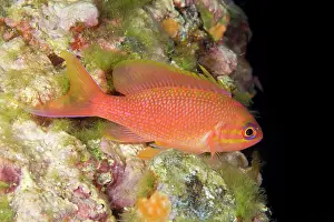 Basslet: Mediterranean fairy basslet, Anthias anthias, Ponza Island
