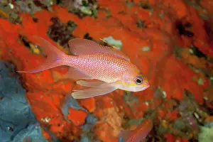Pseudanthias: Mediterranean fairy basslet, Anthias anthias, Ischia Island