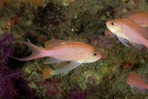 Pseudanthias: Mediterranean fairy basslet, Anthias anthias, Ischia Island