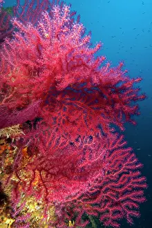 Paramuricea: Mediterranean Fan Coral, violescent sea-whip (Paramuricea