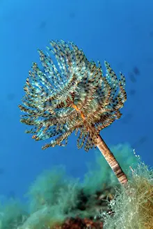 Duster: Mediterranean fanworm (Sabella spallanzanii), Corfu