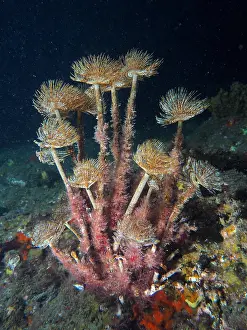 Worm: Mediterranean fanworm (Sabella spallanzanii) at