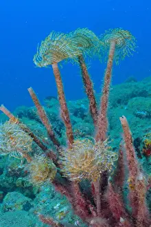 Worm: Mediterranean fanworm (Sabella spallanzanii), El