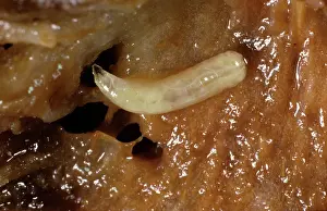 Tephritidae: Mediterranean Fruit Fly