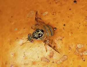Citrus: Mediterranean Fruit Fly