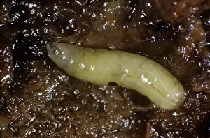 Capitata: Mediterranean Fruit Fly Larva