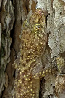 Turcicus: Mediterranean Gecko