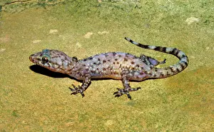 Naturalized: Mediterranean Gecko