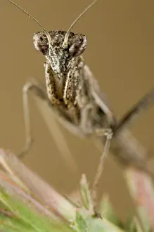 Nymphs: Mediterranean Ground Mantis - nymph