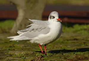 Melanocephalus: Mediterranean Gull