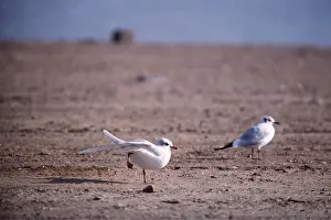 Gulls: MEDITERRANEAN GULL