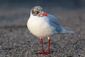 Melanocephalus: Mediterranean Gull - adult late winter