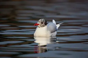 Melanocephalus: Mediterranean Gull - adult in winter plumage -