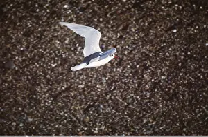 Gulls: MEDITERRANEAN GULL - in flight