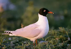 Melanocephalus: Mediterranean Gull - on grass