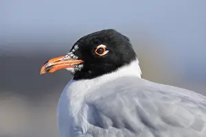 Laridae: Mediterranean gull (Ichthyaetus melanocephalus)