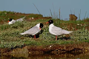 Melanocephalus: Mediterranean Gull (Larus melanocephalus) colony